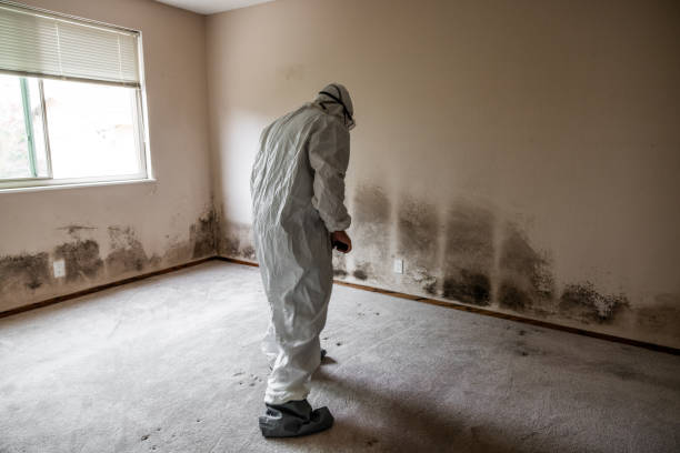 Best Mold Remediation for Rental Properties  in Ashland, IL